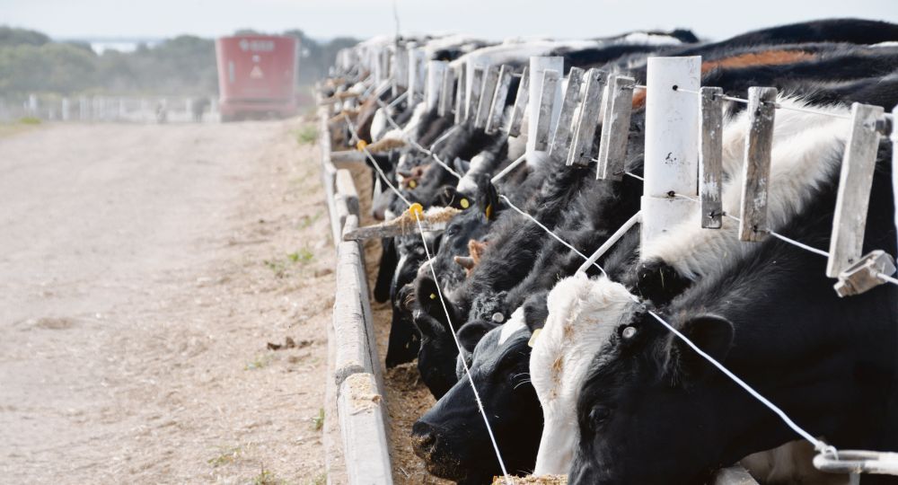 Estimaciones. La producción de carne vacuna sería de alrededor de 2,8 ,millones de toneladas. Además los envíos a China (principal mercado de la Argentina) crecerían en 300.000 toneladas.