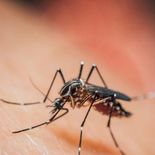 las 6 plantas populares en mexico que sirven para ahuyentar mosquitos en verano las 6 plantas populares en mexico que sirven para ahuyentar mosquitos en verano