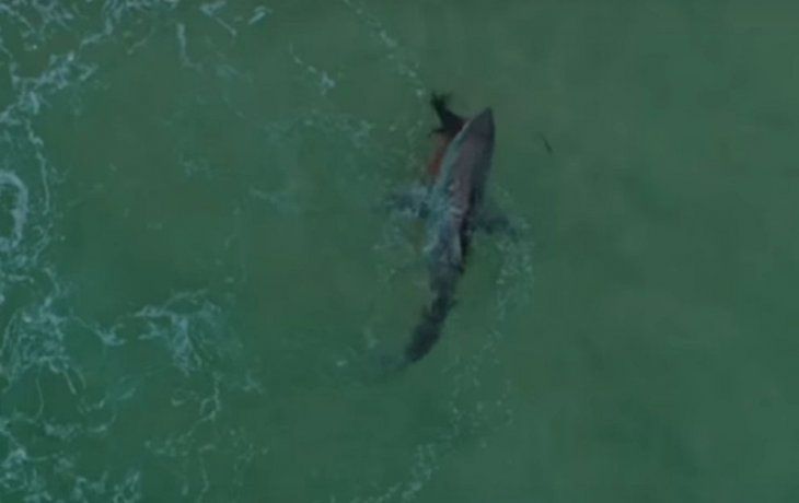 Brutal ataque de un tiburón blanco a un lobo marino capturado desde un dron