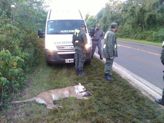 puma.jpg