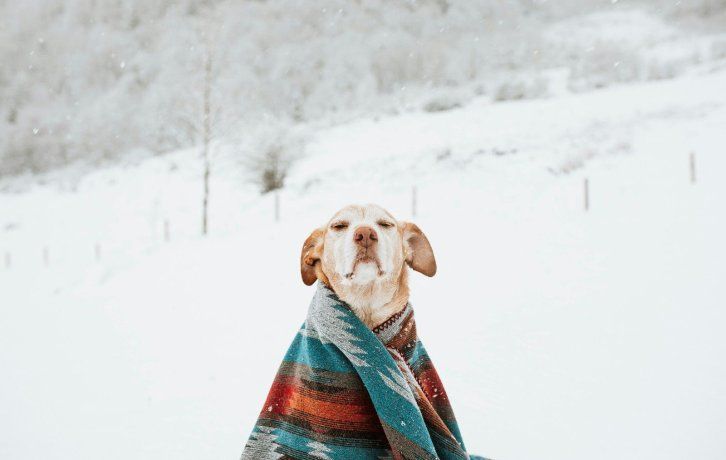 Si tu mascota no tiene problemas con el frío, lo mejor es no abrigarlas.