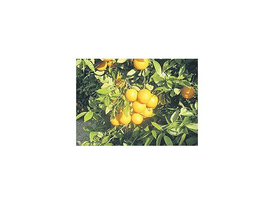La producción correntina de naranjas se vio afectada por la mosca de los frutos, la sequía y el granizo, lo que trajo como consecuencia directa la escasa oferta de la fruta en el mercado local.