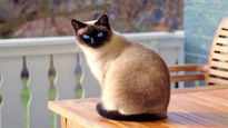 Estudio sobre gatos.&nbsp;