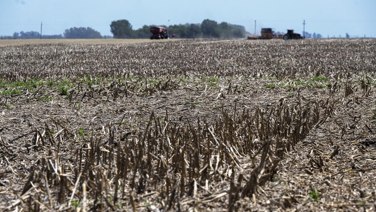 soybean and corn estimates cut again due to drought
