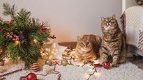 La forma de evitar que los&nbsp;gatos﻿ tiren o ataquen el ﻿árbol de Navidad.﻿