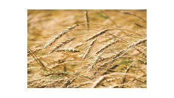 De confirmarse la estimación, el área sembrada disminuiría un 35% respecto de la zafra pasada.