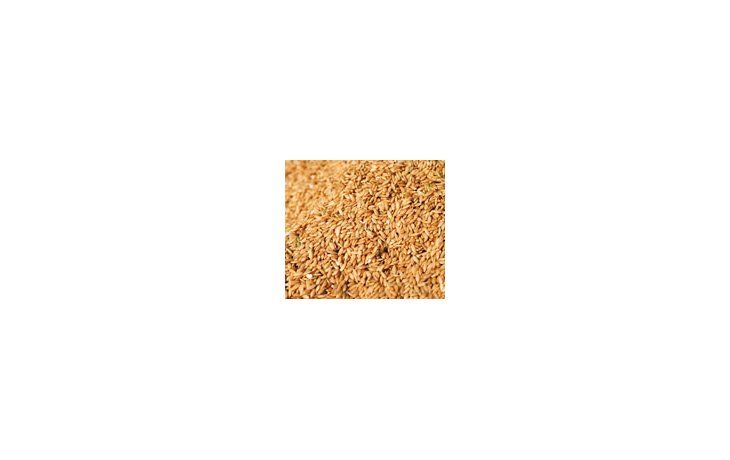 La producción mundial de arroz sumaría 683,2 millones de toneladas en el último año, es decir, 18 millones de toneladas más que lo estimado en julio. De todos modos, el consumo crecería a mayor nivel.