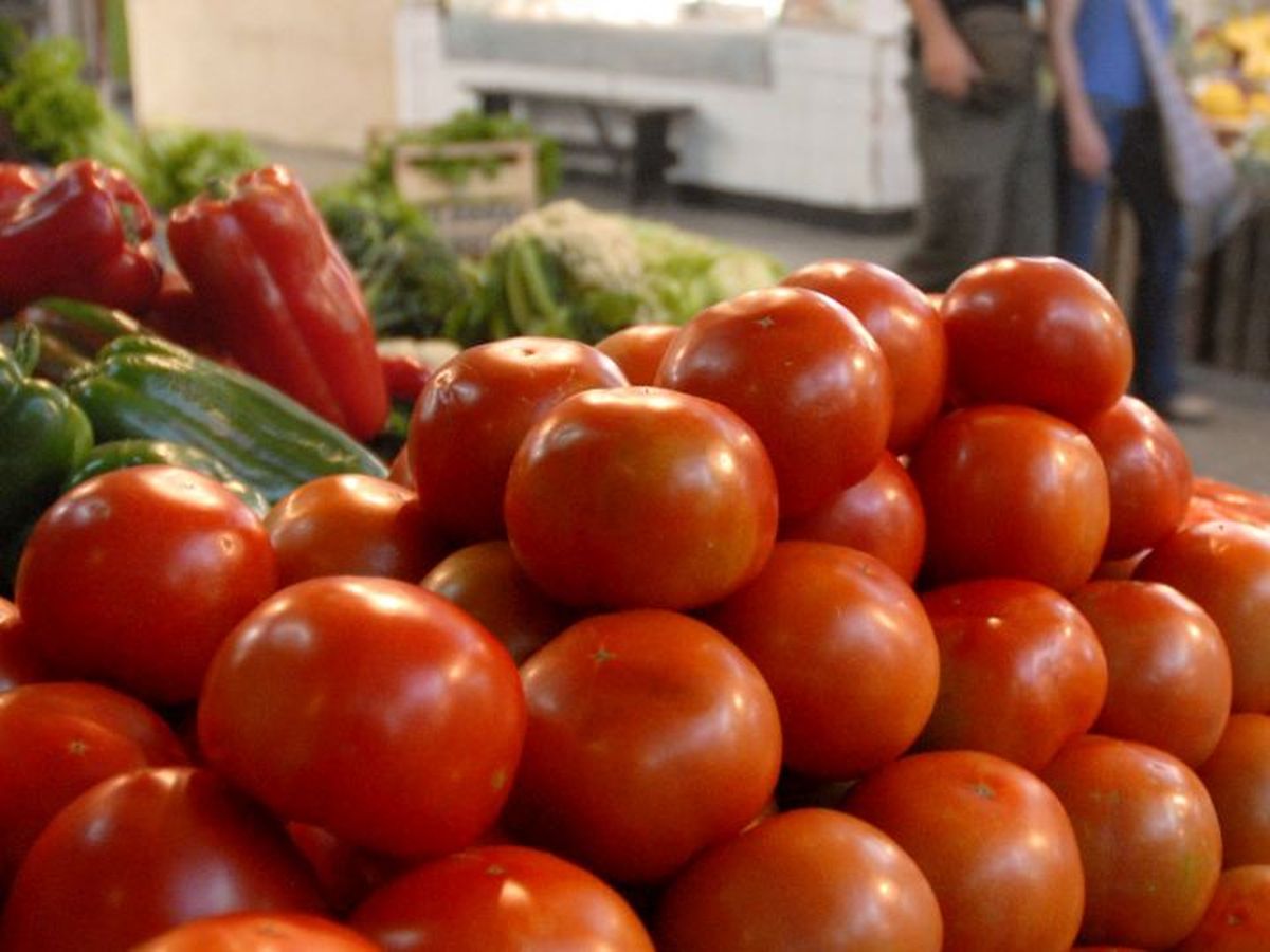 Por abrupta caída del precio, recomiendan llenarse de tomates