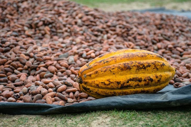 El fruto del cacao se volvió doméstico hace más de cinco milenios atrás. El fruto del cacao se volvió doméstico hace más de cinco milenios atrás.