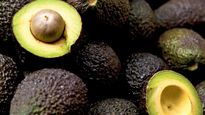El agucate, conocido como oro verde por sus grandes beneficios a la salud.