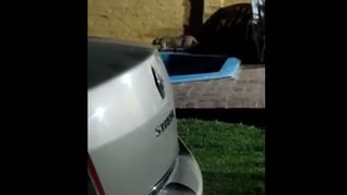 El puma fue filmado justo al ingresar a una casa.