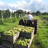 Cosecha de uva en viñedos argentinos: la producción primaria es el primer eslabón de una cadena que genera alto valor agregado y empleo en las economías regionales Cosecha de uva en viñedos argentinos: la producción primaria es el primer eslabón de una cadena que genera alto valor agregado y empleo en las economías regionales