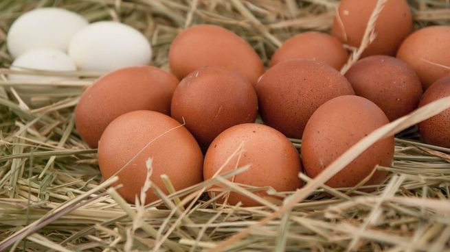 Argentina es el cuarto mayor productor de huevos de América Latina.