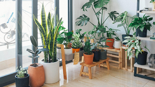 LAs plantas de interior para los que no tienen tiempo de cuidarlas.
