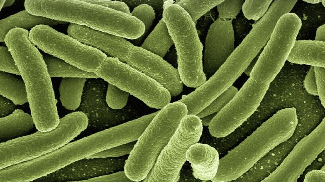 koli-bacteria-gb79ea79be_1920.jpg