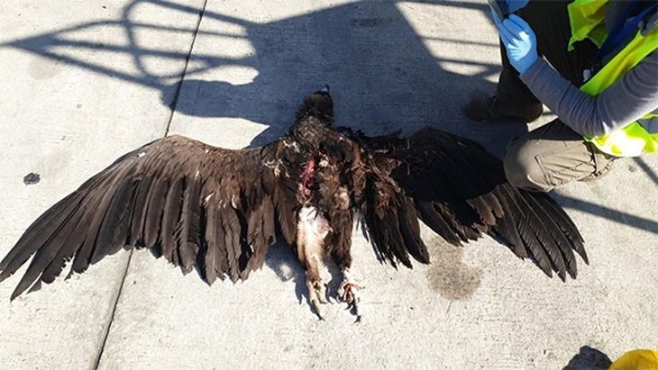 Iberia Airbus A321 hit a vulture. Iberia Airbus A321 hit a vulture.