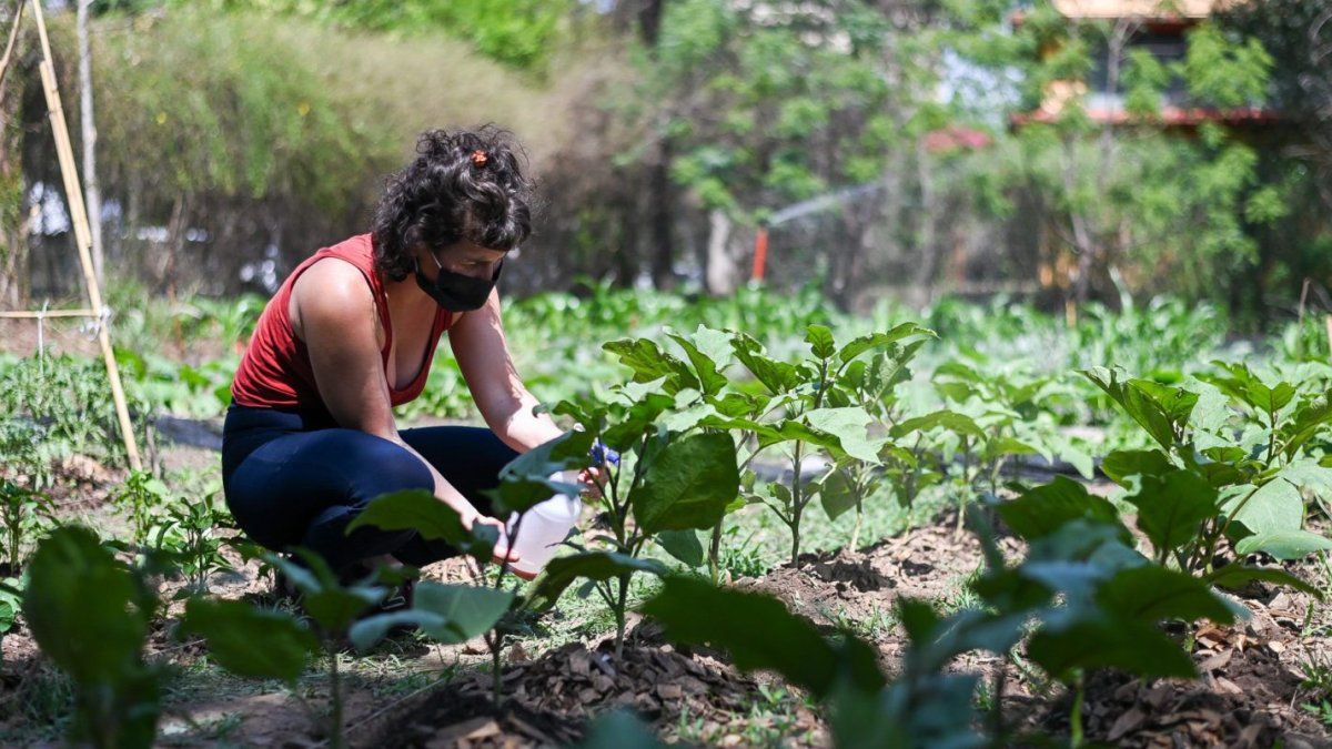 How to improve your orchard with 0 pesos: The three tips to keep your plants for free