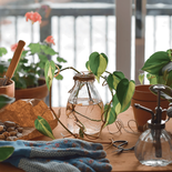 Plantas en agua: la tendencia simple que perfuma y decora sin esfuerzo. Plantas en agua: la tendencia simple que perfuma y decora sin esfuerzo.