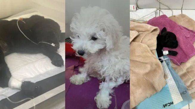 Algunos de los cachorros afectados y vendidos por el criadero Finca