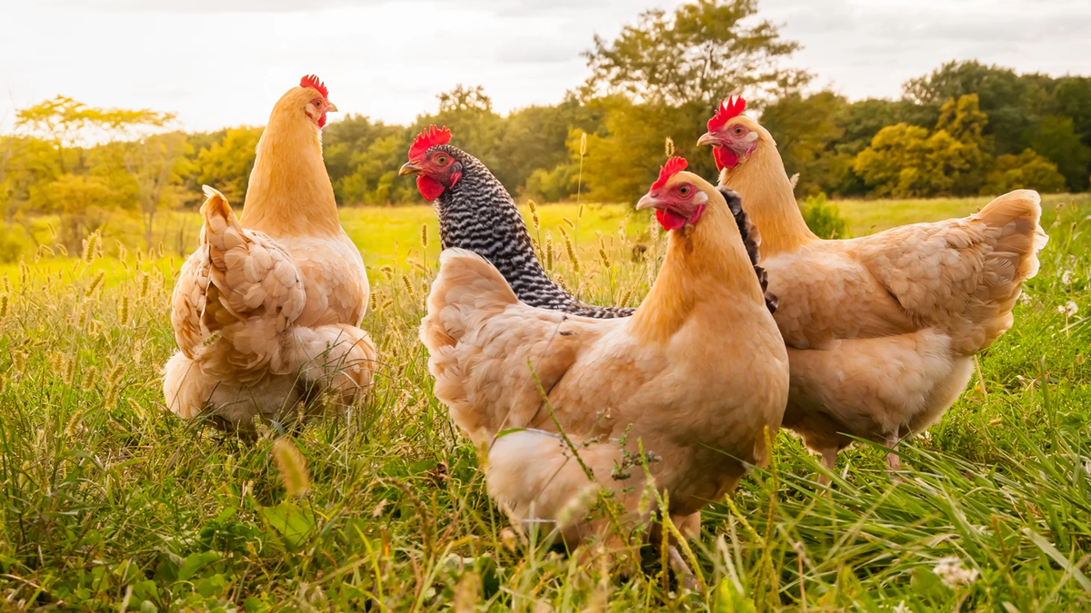 What the Argentine poultry industry needs to know about the strictest well -being standards in the EU