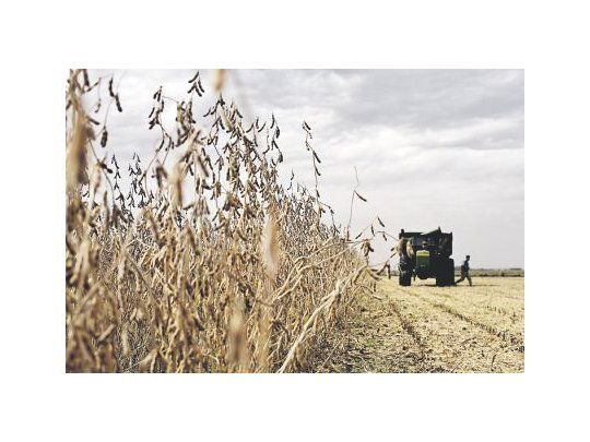 GRAN COSECHA. Se espera una de las mejores campañas de soja en la historia de los Estados Unidos, lo que presiona para abajo los precios de la oleaginosa en el mercado internacional.