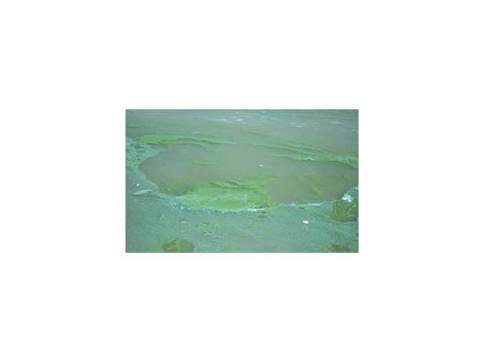 Controversia por mancha sobre el río Uruguay