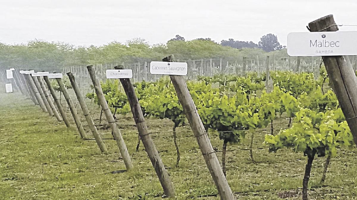 Bodega Gamboa will produce oceanic wines one step away from Pinamar