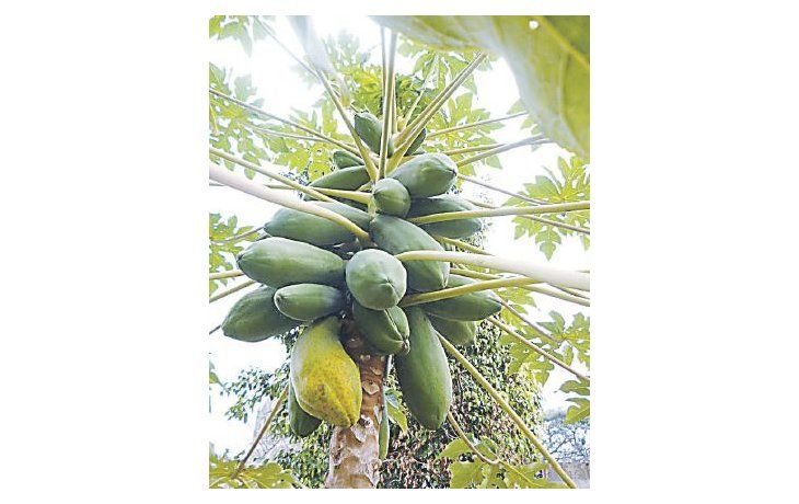 ámbito.com | En la Argentina, las plantaciones de mamón están en Salta, Formosa y mayormente Misiones, pero no se aprovecha su potencialidad.