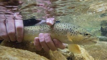 estudio revela que los peces tienen sindrome de abstinencia a las drogas en el agua