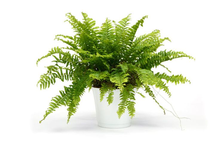 The fern is a tropical plant native to humid forests and swamps. The fern is a tropical plant native to humid forests and swamps.