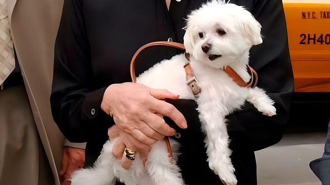 La perrita generó disputas por los millones de dólares que recibió.