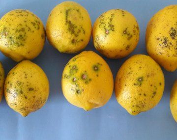 Se investigarán las causas que llevaron a esta situación para que los limones puedan cumplir con las exigencias fitosanitarias  de la Comisión Europea