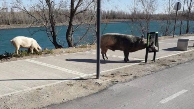 El escenario de la aparición de los cerdos salvajes en un barrio privado de Nordelta ocurrió en medio de los operativos para trasladar a carpinchos donde varios vecinos manifestaron estar a favor para evitar que mueran atropellados, mientras que otros se mostraron en contra del accionar de las autoridades de la provincia de Buenos Aires.