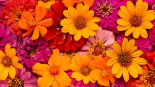 Las flores no crecen tanto en invierno, pero se pueden fortalecer frente a las temperaturas bajas.