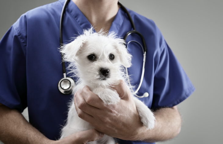 Tu mascota debe contar con el calendario de vacunación completo y al día en cada etapa de su vida.&nbsp;