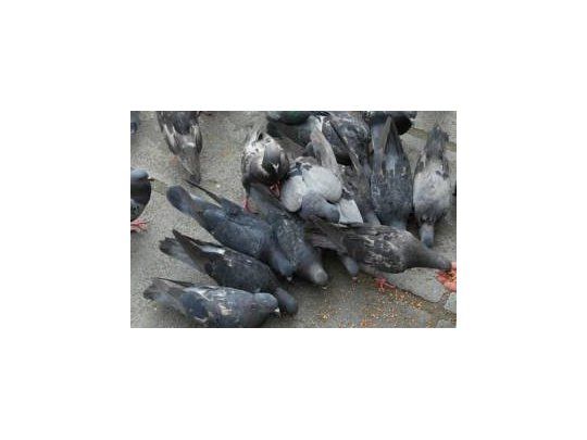 Insólito: control de natalidad en palomas con anticonceptivos