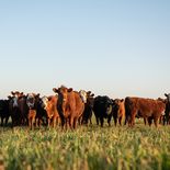 La ganadería se consolida como núcleo del agro uruguayo. La ganadería se consolida como núcleo del agro uruguayo.