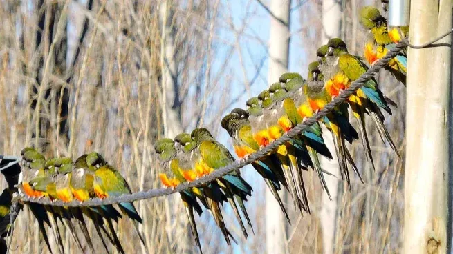 Los loros se convirtieron en la pesadilla de un pueblo argentino