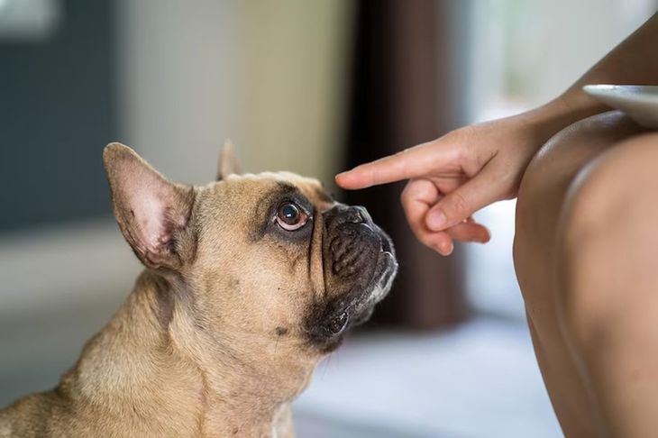 Dogs communicate through barking. 
