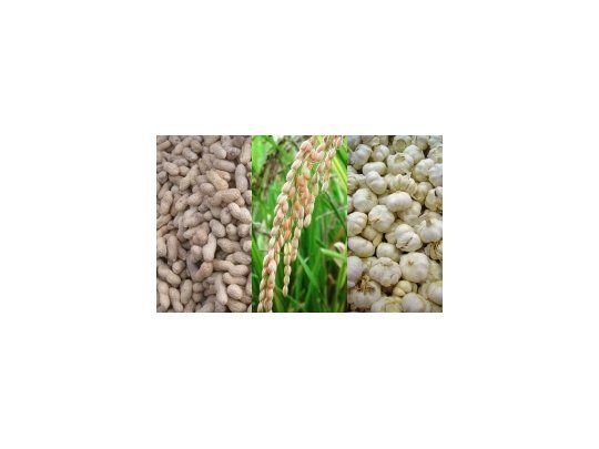 El maní, el arroz y el ajo son las producciones alternativas que más crecieron.