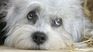 The Dandie Dinmont Terrier, with its distinctive appearance and calm personality, is one of the rarest and most prized breeds. The Dandie Dinmont Terrier, with its distinctive appearance and calm personality, is one of the rarest and most prized breeds.
