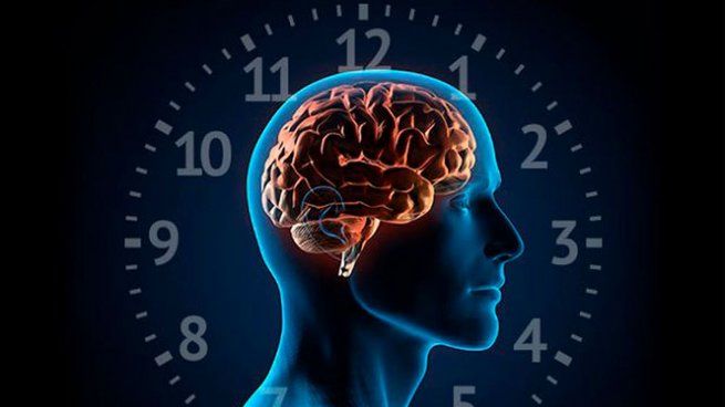 Cómo funciona nuestro reloj biológico, una clave del cerebro humano.