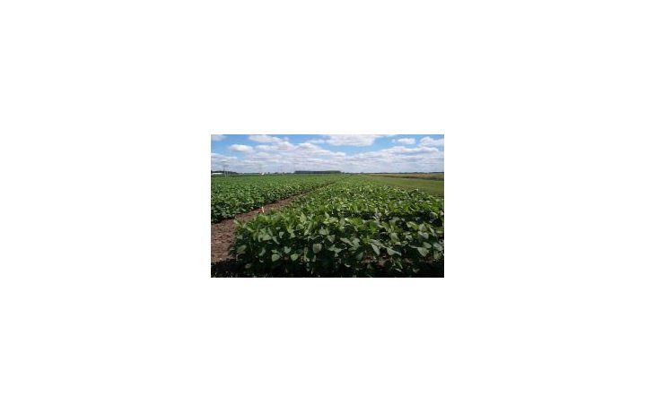 USDA ratifica cosecha récord de soja argentina