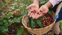 El acuerdo busca consolidar a Argentina como un nuevo actor en el mapa de los países productores.