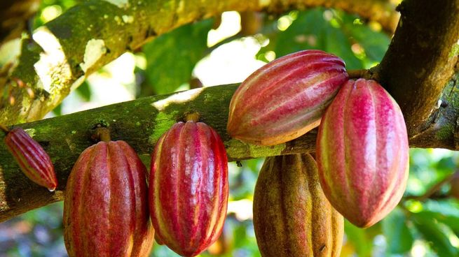 El cacao es el fruto de donde proviene el chocolate