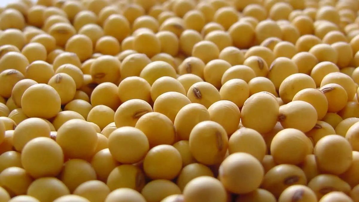 Argentina will import half of the soybeans it buys from Brazil