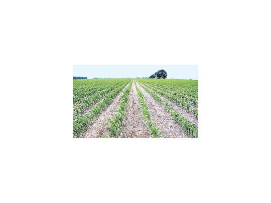 Hasta el jueves pasado los agricultores habían sembrado el 40% de los 3,4 millones de hectáreas previstos para el maíz de uso comercial 2012/13, unos 16,8 puntos porcentuales detrás del ritmo de la campaña previa.