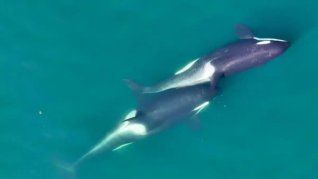 Orcas residentes del sur, una población en peligro crítico que habita el mar de Salish entre la Columbia Británica y el estado de Washington.&nbsp;