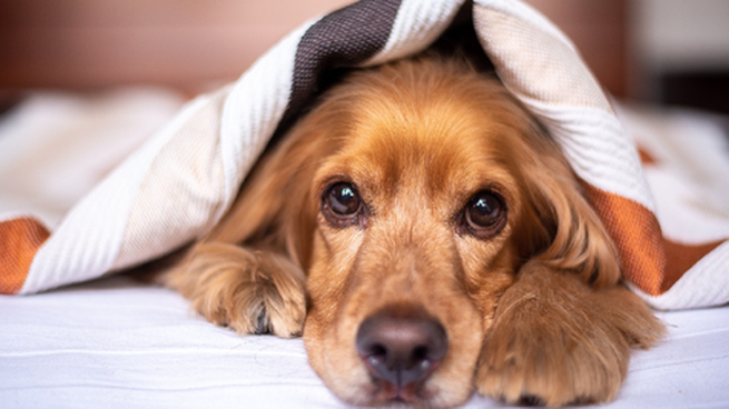 Los perros de raza son más propensos a enfermarse que los mestizos según expertos.