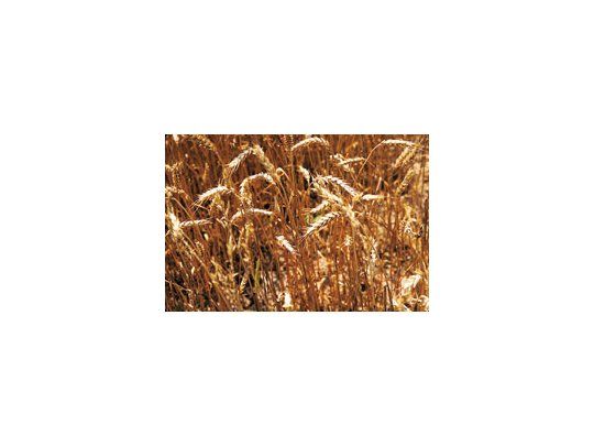 El trigo apenas superó los 8 millones de toneladas en la última campaña. El alza del costo de fertilizantes, el mal clima y la incertidumbre política volverían a golpear la producción de este cereal.